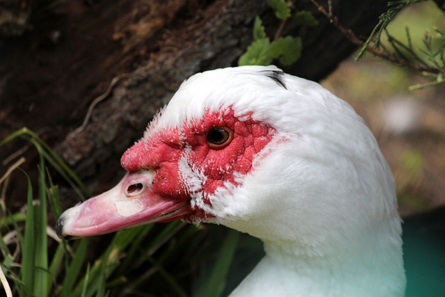 最终问鼎冠 最终问鼎冠